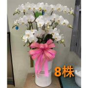 8株落地蘭花(白色)