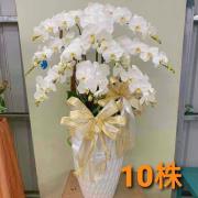 10株落地蘭花(白色)