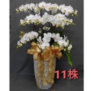 11株落地蘭花(白色)