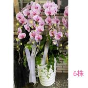 6株落地蘭花(粉色)