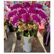 10株落地蘭花(粉色)