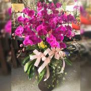 12株落地蘭花(粉色)