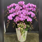 13株落地蘭花(粉色)