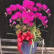 6株蘭花(桌上盆花)C07