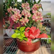 7株蘭花(桌上盆花)C06