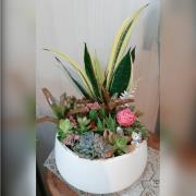 多肉植物造型盆栽C05