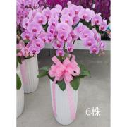 六株蘭花B02(粉)