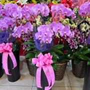 粉色蘭花-6株