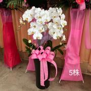 白色蘭花-5株