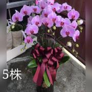5株蘭花(粉或紅)