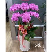 6株蘭花(粉或紅)