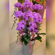 8株蘭花(粉或紅)