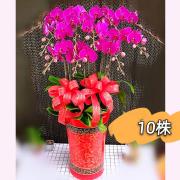 10株蘭花(粉或紅)
