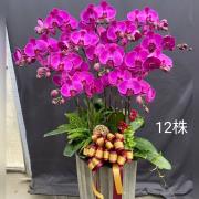 12株蘭花(粉或紅)