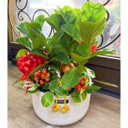 桌上型琴葉榕(C08)