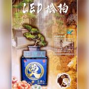 LED松柏 A25 (安靈/21天內)