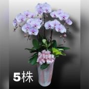5株蘭花(買斷瓷盆)