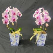 {館內}靈堂小蘭花(現況花色隨機出貨)
