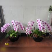 3株靈前蘭花(限中壢殯儀館及周圍私人會館...