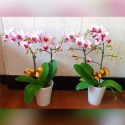 1株2梗靈前蘭花(限中壢殯儀館及周圍私人...