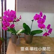 單株靈前蘭花(限中壢殯儀館及周圍私人會館...