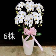 6株白色蘭花