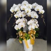 7株白色蘭花
