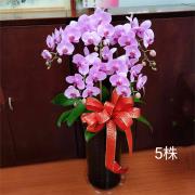 5株粉色蘭花