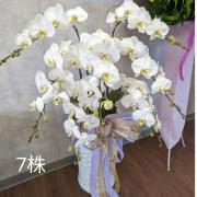 7株蘭花