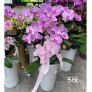 5株蘭花(粉)-湖口、關西
