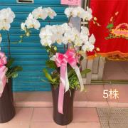 5株白色蘭花