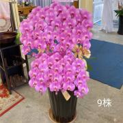 9株蘭花