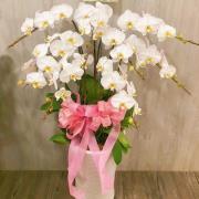 8株蘭花(白)