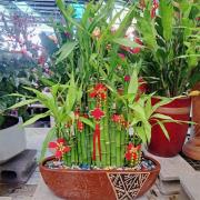 吉事開運竹-B款