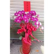 5株落地蘭花(粉色)
