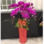 8株落地蘭花(粉色)