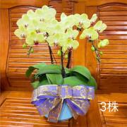3株桌上型蘭花(芥末黃色)
