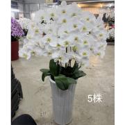 5株落地蘭花(白色)