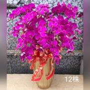 12株落地蘭花(粉色)