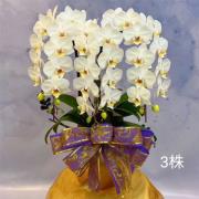 3株桌上型蘭花(白色)