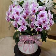 5株桌上型蘭花(粉色)