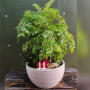 富貴樹(桌上型)