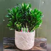 阿波羅(桌上型)