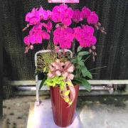 6株雙色蘭花(粉)