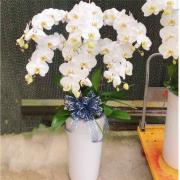 6株蘭花(白色)