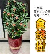 巨無霸金錢樹