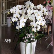 8株落地高盆蘭花(白)