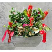 高雅祝賀盆栽 (B06)