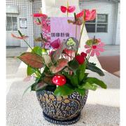 高雅祝賀盆栽 (B08)