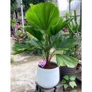 高雅祝賀盆栽 (B09)